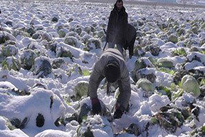 Tonlarca Lahana Kar Altında Kaldı, Yüzlerce Aileler Mağdur Oldu