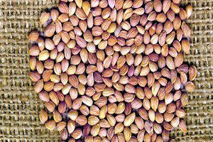 Niksar`dan Mahlep Çekirdeği İhracatı