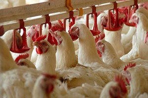 1 Ocak`ta O Yem Yasak