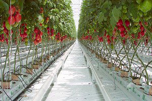 Örtü Altı Üretim Arttı