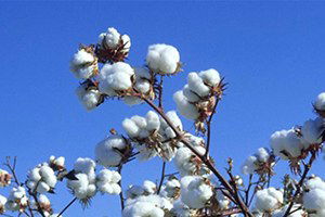 Şanlıurfalı Pamuk Üreticileri Altın Yılını Yaşadı