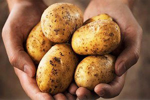 Patateste Yine Bir Şeyler Oluyor