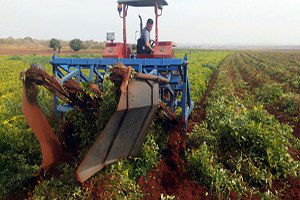 Reyhanlı`da Yer Fıstığı Yetiştiriciliği Yaygınlaşıyor