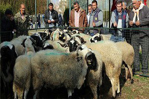 Safkan Damızlık Koçlar Selçuk`ta Dağıtıldı