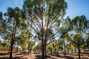 Salihli Çam Fıstığında Bergama`ya Rakip Oldu