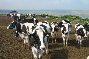 `Şap` Hayvan Piyasasını Etkiledi