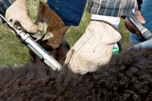 Seydişehir`de Şap Aşılama Çalışması Sona Erdi