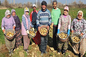 Şeker Oranı Düşük Patates Üretiliyor