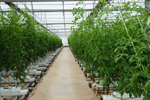 Sera Modernizasyonu İçin Sıfır Faizli Kredi Desteği