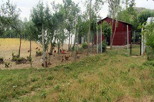 Sivas`ta Organik Kümes Hayvancılığı Yaygınlaşıyor