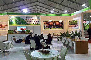 Polatlı Soğan Tohumu Dünya Pazarında