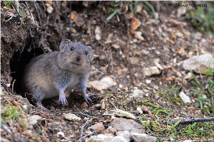 Tarım Arazilerinde Fare Alarmı