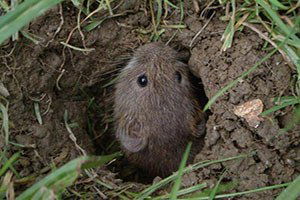 Beyşehir`de Tarla Faresiyle Mücadele Çalışmaları