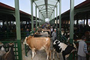 Tavşanlı Hayvan Pazarı `Şap` Dolayısıyla Kapatıldı