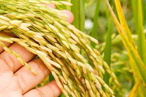 TMO Çeltik Alımına Başladı