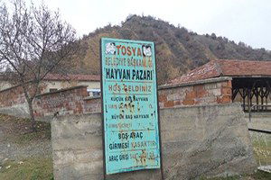 Tosya Hayvan Pazarı, Şap Hastalığı Nedeniyle Karantinaya Alındı