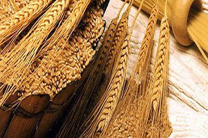 `Türkiye`ye Hububat İhracatına Sınır Yok`