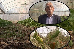 Urfa`da Zirai İlaçlamada `Yanlış İlaç` İddiası