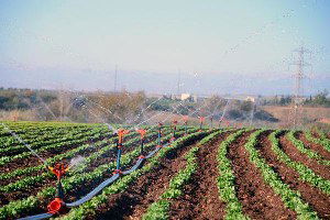 Adana Yağmur Yağmayınca Buğday ve Patates Tarlaları Sulanmaya Başlandı