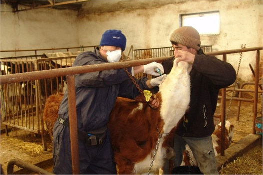 Kastamonu`da Şap Hastalığına Karşı 71 Bin Hayvan Aşılandı