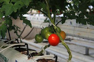 Ağrı`da Serada Üretilen Domatesi Antalya`ya Sattılar