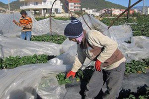 Anamur`da Çilek Seralarını Don Vurdu