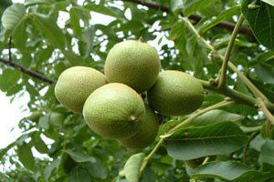 Andırın`da Ceviz Yetiştiriciliği Kursu