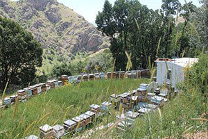 Arıcılara 350 Bin TL  Arılı Kovan Desteği