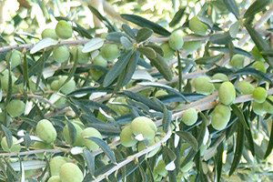 Edincik`te Zeytin Alım Kampanyası Sona Erdi