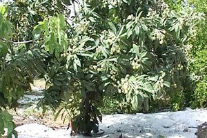 Mersin`de Fırtına ve Dolu Seralara Zarar Verdi