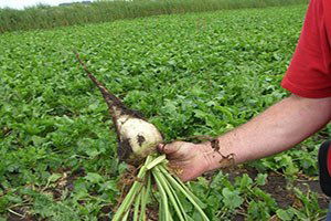 Babaeski`de Şeker Pancarı Eğitimi Düzenlendi