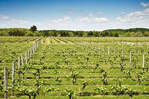 Seydişehir`de Çiftçilere Bağcılık Eğitimi