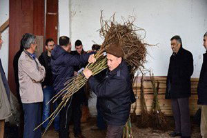 Belediyeden Ücretsiz Ceviz Fidanı Dağıtımı