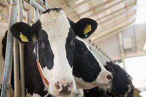 Malkara`da 60 Büyükbaş Hayvana El Konuldu