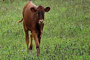 Anaç Sığır Ve Buzağı Destekleme Başvuruları Başladı
