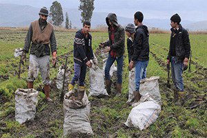 Çamurda `Ekmek Kavgası`