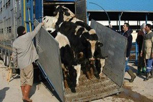 Canlı Hayvan Taşıma Yönetmeliği Değişti