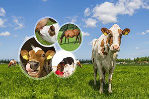 Veteriner Sağlık Sertifikalarında AB Uyumu