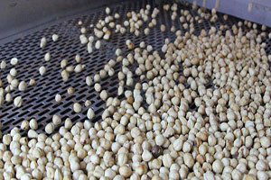 Çinliler Fındığı Sevdi