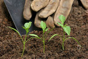 Hükümet Gübrede KDV`yi İndirdi