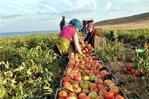 Çin Rusya`ya Tarımsal Ürün İhracatını Artırabileceğini Açıkladı