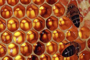 Deli Balın Fazlası Zarar