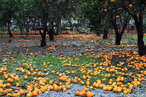 Don Mağduru Narenciye Üreticilerine Rapor Uyarısı