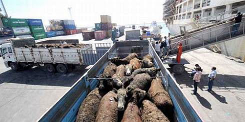 Canlı Hayvan Nakli Uyarısı