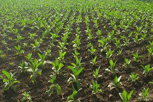 EKK`da Tarım Politikaları Değerlendirildi