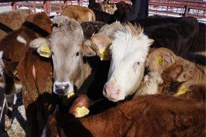 Erzurumlu Besici İthal Ete Karşı