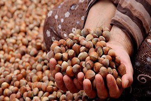 Fındık Üreticisi 15 TL`nin Altındaki Fındık Fiyatlarını Kabul Etmiyor