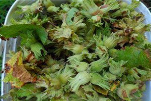 Fındık Üreticilerine Dekar Başına 170 Tl