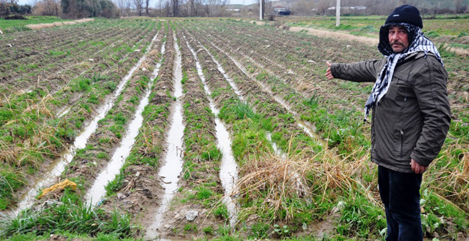 Geç Gelen Yağmur Patates Üreticisini Vurdu