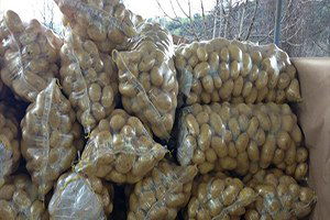 Habur`un Açılması Patates Üreticisini Sevindirdi